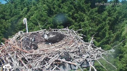 Medina Washington Live Osprey Nest Webcam - Jul 24, 2026, 12:38pm PDT