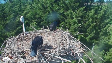 Medina Washington Live Osprey Nest Webcam - Aug 16, 2026, 3:03pm PDT