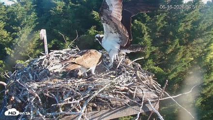 Medina Washington Live Osprey Nest Webcam - Jun 16, 2026, 6:52am PDT