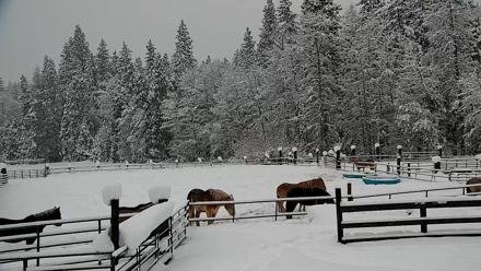 Greenhorn Ranch Live Horse Arena Cam - Feb 19, 2026, 6:54am PST