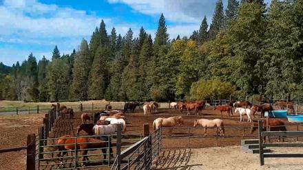 Greenhorn Ranch Live Horse Arena Cam - Oct 19, 2025, 11:39am PDT