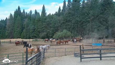Greenhorn Ranch Live Horse Arena Cam - Aug 25, 2026, 10:07am PDT