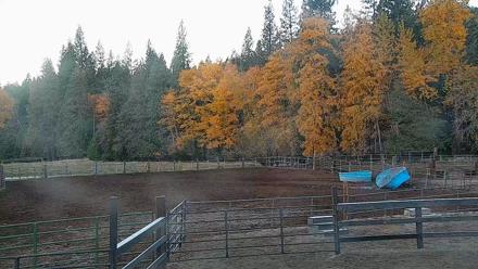 Greenhorn Ranch Live Horse Arena Cam - Nov 1, 2025, 7:50am PDT