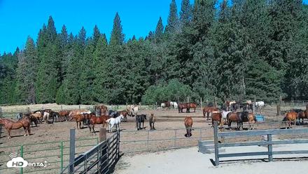 Greenhorn Ranch Live Horse Arena Cam - Jul 17, 2026, 9:42am PDT