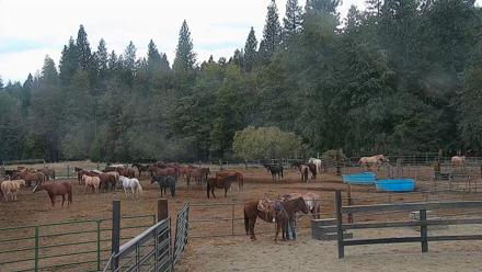 Greenhorn Ranch Live Horse Arena Cam - Oct 14, 2025, 2:27pm PDT