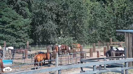 Greenhorn Ranch Live Horse Arena Cam - Jul 17, 2026, 9:44am PDT