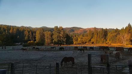 Greenhorn Ranch Live Horse Arena Cam - Oct 12, 2025, 8:32am PDT