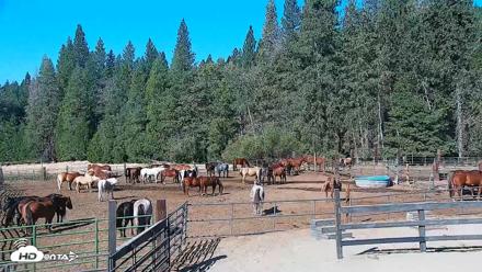 Greenhorn Ranch Live Horse Arena Cam - Sep 22, 2026, 10:18am PDT