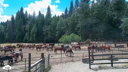Greenhorn Ranch Live Horse Arena Cam - Jun 26, 2026, 3:16pm PDT