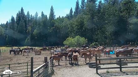 Greenhorn Ranch Live Horse Arena Cam - Jun 10, 2026, 4:14pm PDT
