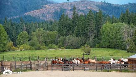 Greenhorn Ranch Live Horse Arena Cam - May 3, 2026, 2:53pm PDT