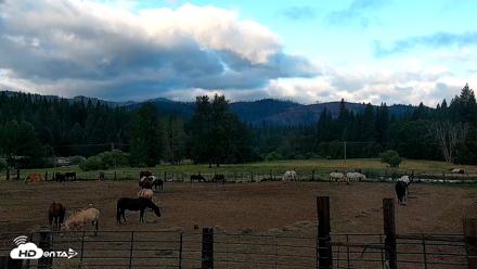 Greenhorn Ranch Live Horse Arena Cam - Jun 9, 2026, 6:24am PDT