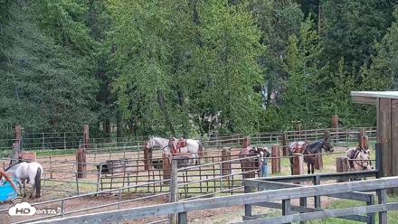Greenhorn Ranch Live Horse Arena Cam - May 3, 2026, 2:46pm PDT