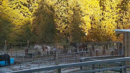 Greenhorn Ranch Live Horse Arena Cam - Oct 12, 2025, 8:32am PDT