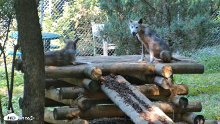Red Wolves Live Webcam at the Wolf Conservation Center - Aug 7, 2026, 10:25am EDT