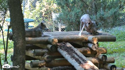 Red Wolves Live Webcam at the Wolf Conservation Center - Aug 7, 2026, 10:25am EDT