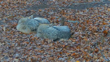 Red Wolves Live Webcam at the Wolf Conservation Center - Nov 14, 2025, 6:38am EST