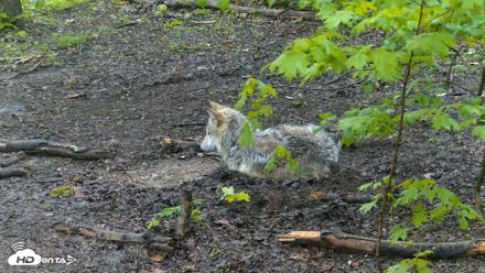 Red Wolves Live Webcam at the Wolf Conservation Center - May 10, 2026, 8:17am EDT