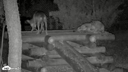 Red Wolves Live Webcam at the Wolf Conservation Center - Aug 11, 2026, 8:34pm EDT