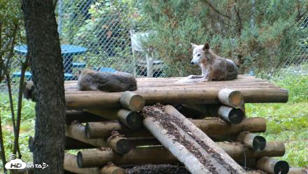 Red Wolves Live Webcam at the Wolf Conservation Center - Aug 9, 2026, 7:19am EDT
