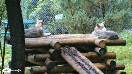 Red Wolves Live Webcam at the Wolf Conservation Center - Aug 6, 2026, 8:41am EDT