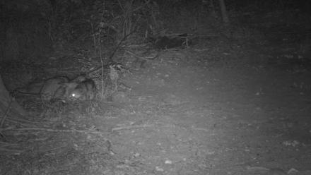 Red Wolves Live Webcam at the Wolf Conservation Center - Jul 17, 2025, 11:34pm EDT