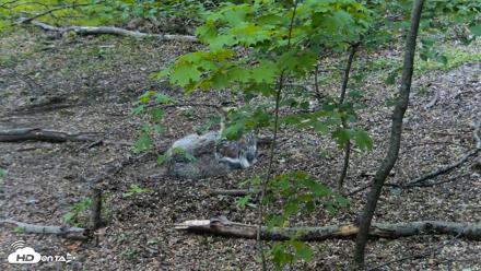 Red Wolves Live Webcam at the Wolf Conservation Center - May 14, 2026, 12:10pm EDT