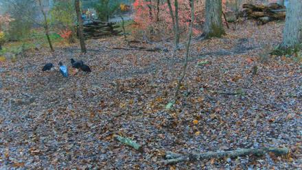 Red Wolves Live Webcam at the Wolf Conservation Center - Nov 16, 2025, 8:34am EST