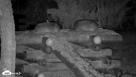 Red Wolves Live Webcam at the Wolf Conservation Center - Jul 20, 2026, 1:25am EDT