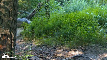 Red Wolves Live Webcam at the Wolf Conservation Center - Jul 14, 2026, 9:17am EDT