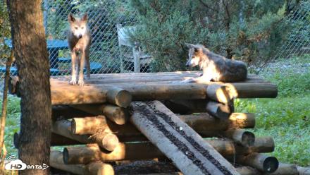 Red Wolves Live Webcam at the Wolf Conservation Center - Aug 14, 2026, 8:48am EDT