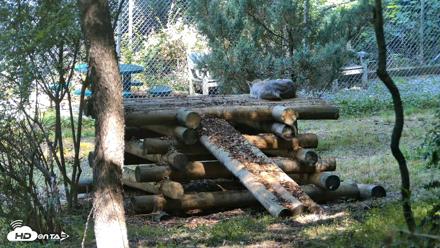 Red Wolves Live Webcam at the Wolf Conservation Center - Jul 23, 2026, 10:30am EDT