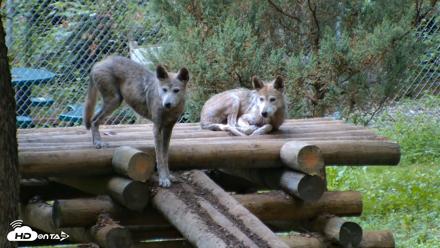 Red Wolves Live Webcam at the Wolf Conservation Center - Aug 16, 2026, 8:01am EDT