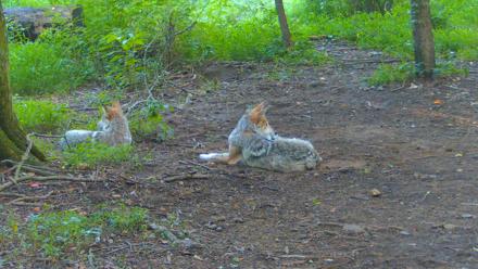 Red Wolves Live Webcam at the Wolf Conservation Center - Jul 16, 2025, 7:10am EDT
