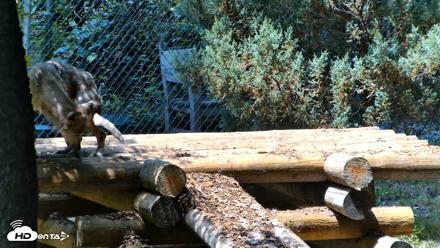 Red Wolves Live Webcam at the Wolf Conservation Center - Jul 27, 2026, 1:09pm EDT