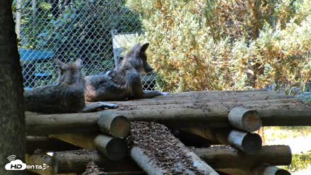 Red Wolves Live Webcam at the Wolf Conservation Center - Jul 27, 2026, 11:50am EDT