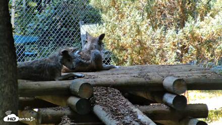 Red Wolves Live Webcam at the Wolf Conservation Center - Jul 27, 2026, 11:50am EDT