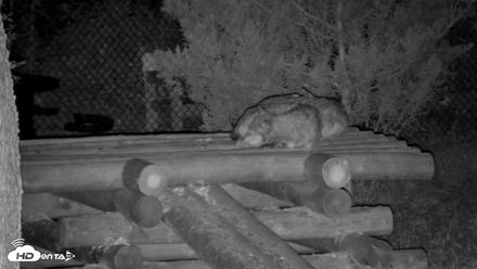 Red Wolves Live Webcam at the Wolf Conservation Center - Aug 16, 2026, 5:32am EDT