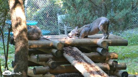 Red Wolves Live Webcam at the Wolf Conservation Center - Aug 7, 2026, 9:58am EDT