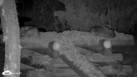 Red Wolves Live Webcam at the Wolf Conservation Center - Jul 17, 2026, 1:40am EDT