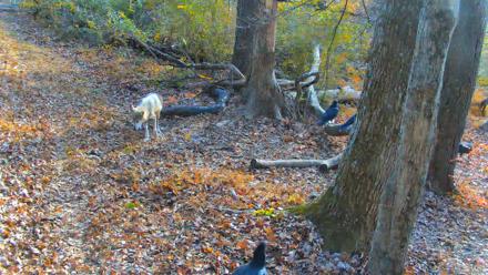 Red Wolves Live Webcam at the Wolf Conservation Center - Nov 7, 2025, 2:30pm EST