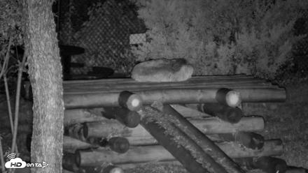 Red Wolves Live Webcam at the Wolf Conservation Center - Aug 7, 2026, 10:32pm EDT