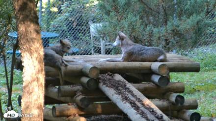 Red Wolves Live Webcam at the Wolf Conservation Center - Aug 7, 2026, 9:37am EDT