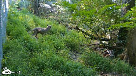 Red Wolves Live Webcam at the Wolf Conservation Center - Aug 7, 2026, 9:27am EDT