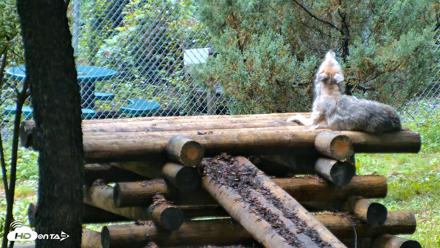Red Wolves Live Webcam at the Wolf Conservation Center - Aug 6, 2026, 8:59am EDT