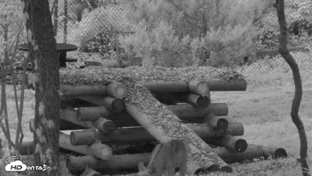 Red Wolves Live Webcam at the Wolf Conservation Center - Jul 16, 2026, 5:41am EDT
