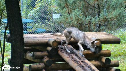 Red Wolves Live Webcam at the Wolf Conservation Center - Aug 6, 2026, 9:03am EDT