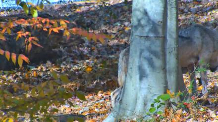 Red Wolves Live Webcam at the Wolf Conservation Center - Nov 1, 2025, 1:56pm EDT