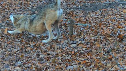 Red Wolves Live Webcam at the Wolf Conservation Center - Nov 14, 2025, 7:18am EST