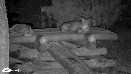 Red Wolves Live Webcam at the Wolf Conservation Center - Aug 15, 2026, 2:40am EDT
